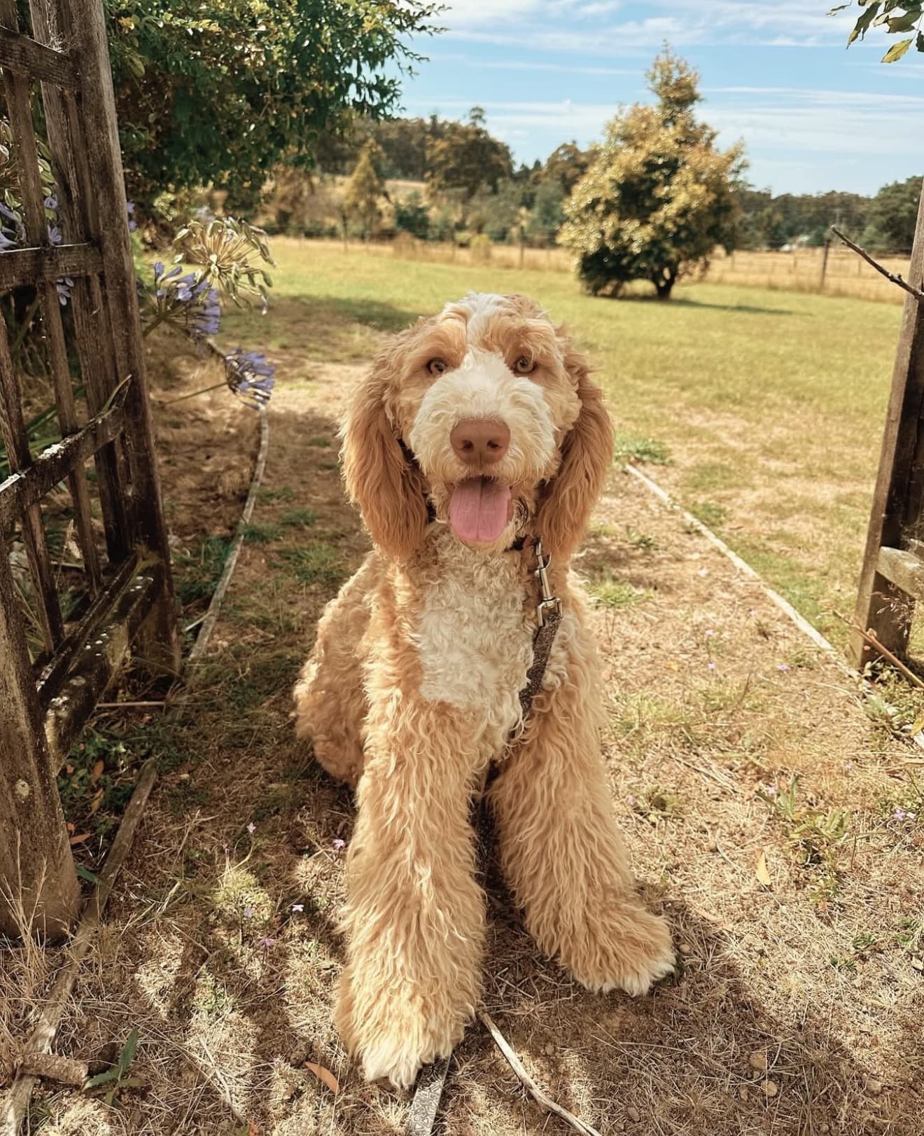 Happy Cobberdog outdoors
