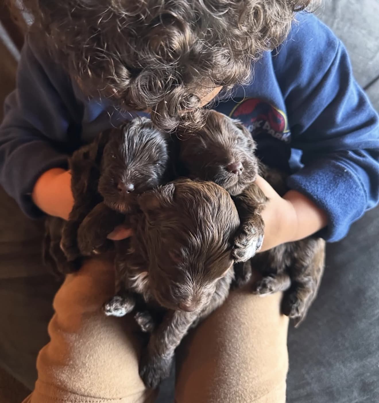 Adorable puppies being held