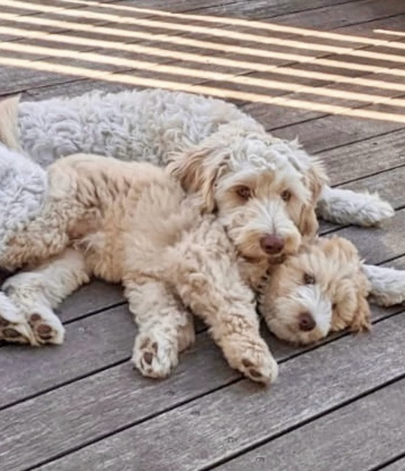 Two dogs cuddling together